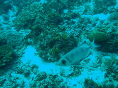 Priacanthus