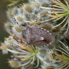 Peribalus strictus vernalis