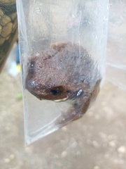 Trachycephalus vermiculatus