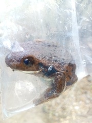 Trachycephalus vermiculatus