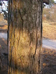 Pinus nigra