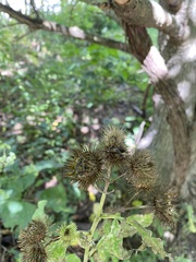 Arctium lappa