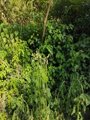 Crassocephalum crepidioides