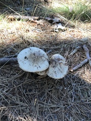 Agaricaceae