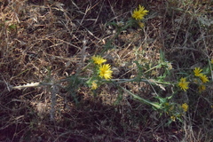 Scolymus
