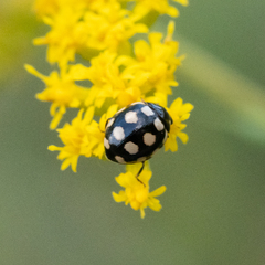 Coccinula quatuordecimpustulata