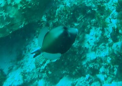 Sufflamen chrysopterum