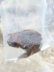 Trachycephalus vermiculatus