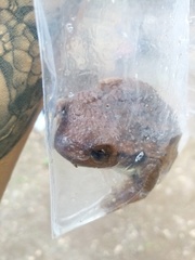 Trachycephalus vermiculatus