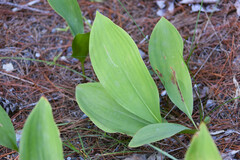 Convallaria