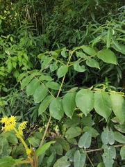 Aralia chinensis