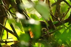 Illadopsis fulvescens