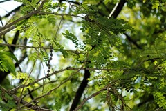 Piptadenia obliqua