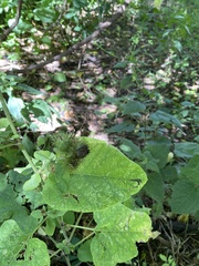 Arctium lappa