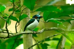 Platysteira jamesoni