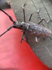 Monochamus notatus