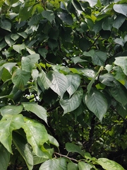 Prunus pseudocerasus