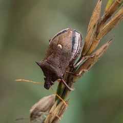 Picromerus bidens