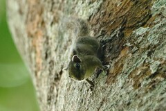 Paraxerus alexandri