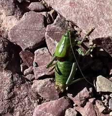 Anabrus simplex