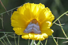 Schinia miniana