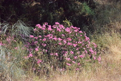Nerium oleander