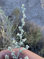 Oligomeris linifolia