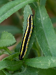 Cucullia lucifuga