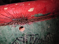 Thereuopoda clunifera