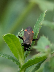 Adelphocoris seticornis