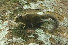 Paraxerus alexandri
