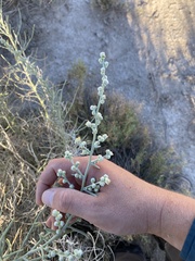 Oligomeris linifolia