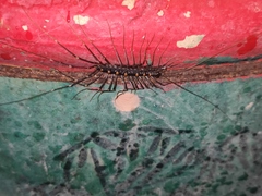 Thereuopoda clunifera