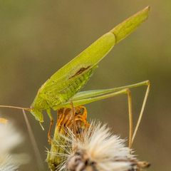 Phaneroptera falcata