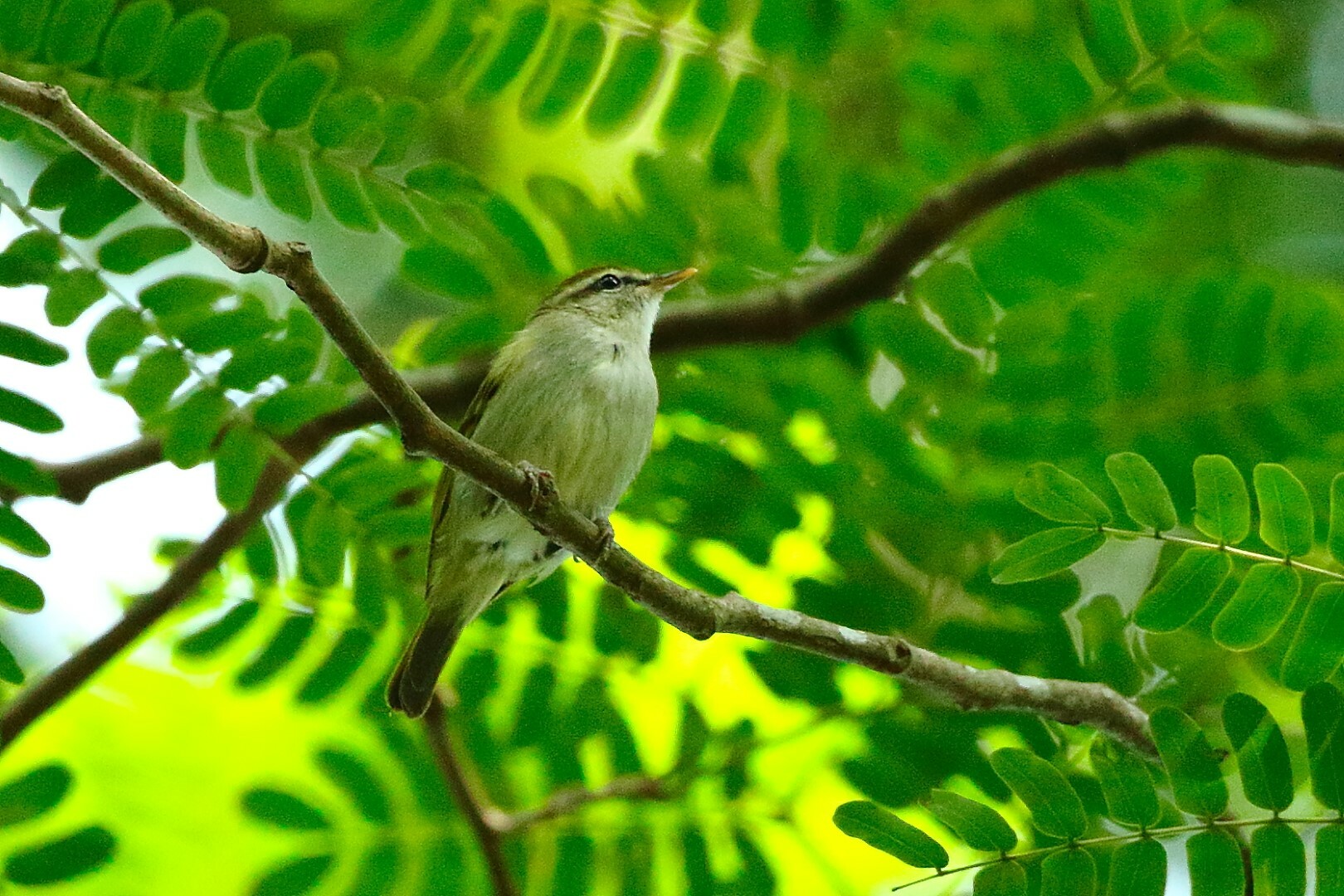 Uganda Woodland-Warbler illustration