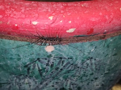 Thereuopoda clunifera