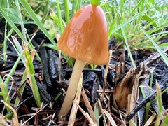 Conocybe tenera