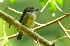 Pogoniulus scolopaceus