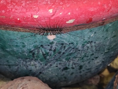 Thereuopoda clunifera