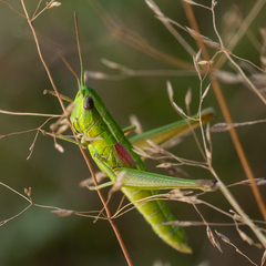 Euthystira brachyptera