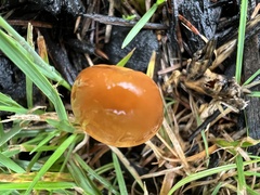 Conocybe tenera