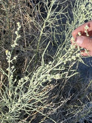 Oligomeris linifolia