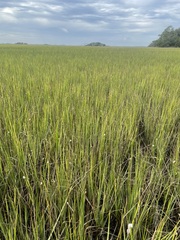 Sporobolus alterniflorus