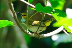 Camaroptera superciliaris