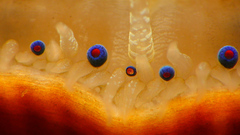 Flexopecten glaber ponticus