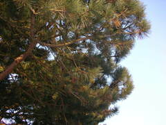 Pinus nigra