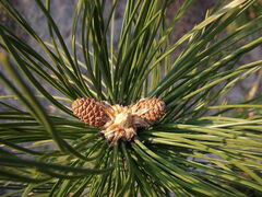 Pinus nigra