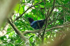 Hylopsar purpureiceps