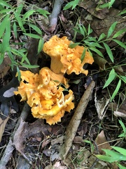 Cantharellus lateritius
