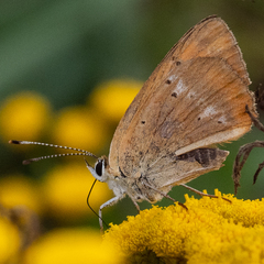 Lycaena virgaureae
